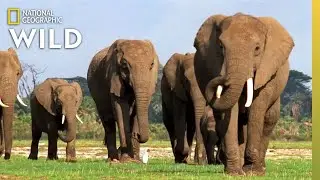 Elephant Appreciation Day Is a Day to Never Forget | Nat Geo Wild