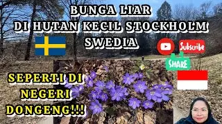 BUNGA LIAR TUMBUH DI HUTAN KECIL STOCKHOLM SWEDIA BAGAIKAN NEGERI DONGENG