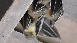 Lesser Dog Faced Fruit Bat nurturing its young at Sungei Buloh Wetlands Reserve, Singapore