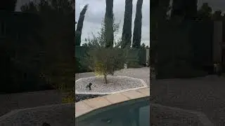 Relaxing Olive Tree at Dusk 🌿 | Soft Meditation Music & Evening Garden Sounds