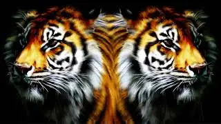 Tiger Mirror Live Wallpaper