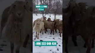 9 баш козу сатылат баасы 16600 дон соодасы бар Адрес: Таласта0222048424