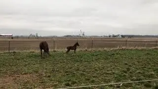 Foal - Bay colt 2021