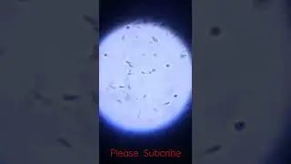 semmen ko microscop sa dako#shorts #youtubeshorts #bull#bull  #breeding #jhota #nature #omletarcade