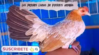 Las Mejores Lineas O Colores De Gallinas Kikirikis Para Trabajar!!!....(Miniatura Azteca)....