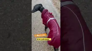 Dog Walk In Rain? What Happened Next? 😂 🐶 🌧️ #dog #rain #shorts