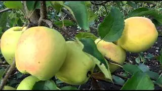 Apple tree GOLD CHIF: winter variety for storage