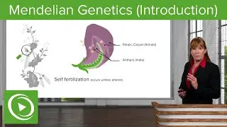Mendelian Genetics: Introduction & Fertilization&ndash; Genetics | Lecturio