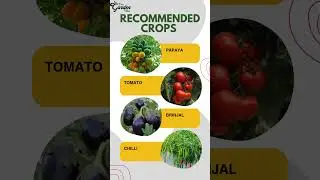 One Solution for All Plant Diseases | Organic Fungicide for #gardeningtips #farming #organic #plants