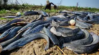 Amazing fishing - a man catch a lot of fish and pick eggs in grass in mud water in rice field