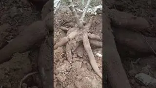 ട്ടാപ്പിയോക്ക (കപ്പ ) tapioca harvesting #farming #agriculture #farmer #tapioca #farm