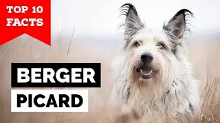 Berger Picard - Top 10 Facts
