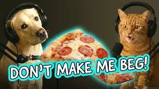 Тайный язык домашних животных: как они на самом деле вами управляют 🐾🍕