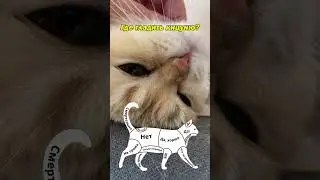 Учимся гладить кицуню 🥰 #веселыекоты #cat #прикольныекоты