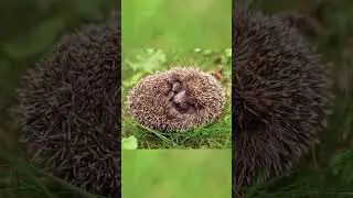 🦔 Adorable Sleeping Hedgehog - Watch this cute little guy catch some Z's!