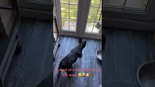Dog's hilarious reaction to a bag blowing in the wind#scareddog #funnydog #dogvideo
