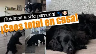 🐾 Tuvimos visita perruna en casa… ¡y fue una locura adorable! 🐶 | Vlog #13
