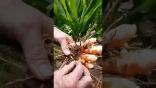 Turmeric Explained by Hugh Lovel at Qualla   Berry Farm, Clay County North Carolina