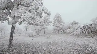 Frosty Trees Stock Video