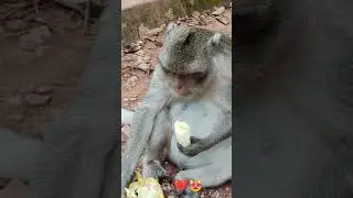 Compassionately in love the way your nature 🐒 #shorts