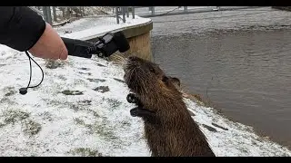 Riesenratte vs. GoPro