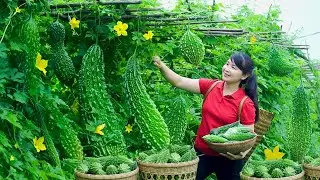 Harvest Bitter Gourd, Goes To Market Sell - Harvesting and Cooking | Daily Life