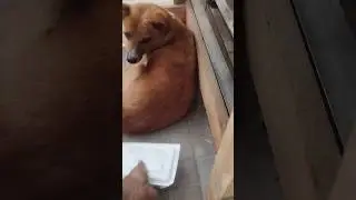 Adorable hungry dog excited to get bones#dog #doglove