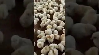 #baster #