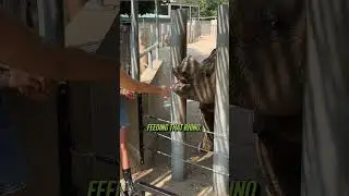 Never Did I Ever Expect to Meet Exotic Animals in Kansas