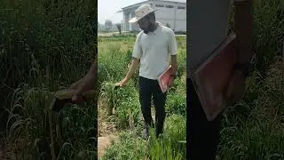How to use infrared thermometer for measuring CTD (Canopy Temperature Depression) in plants
