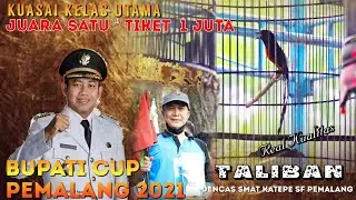 ASLI KUALITAS ❗MURAI BATU TALIBAN JUARA UTAMA TIKET 1 JUTA // BUPATI CUP PEMALANG