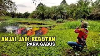 GANASNYA PENGGHUNI RAWA PERKEBUNAN SAWIT || CASTING IKAN GABUS (APhd lure 3,8cm)