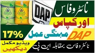 Nitrophas and cotton. Nitrophas vs NP fertilizer. نائٹروفاس اور کپاس. نائٹروفاس بمقابلہ این پی کھاد