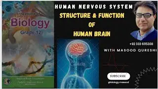 Human Brain | Structure & Function | Bio Grade 12 | Urdu Hindi English| Federal KPK Pakistan 2024
