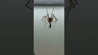 Spider and Bug (4) #cobweb #spider #bug #insect