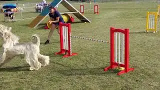 Fabio the Afghan Hound Agility regionals