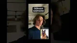 how different dogs react to robbers.