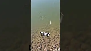 I got a few more babies. same lure as the big boys again