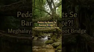 The Incredible Living Root Bridges of Meghalaya