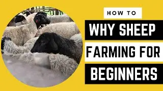 Why SHEEP FARMING is better for BEGINNERS in 2023 | AFRICA FARMING (SHEEP FARMING ep 1)
