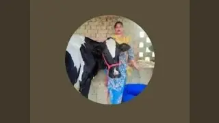 Gurjeet small dairy farm is live #live #cuteanimal #Gurjeetsmalldairyfarm 🐄🐄🐓🦮🐈🐤🕊🕊