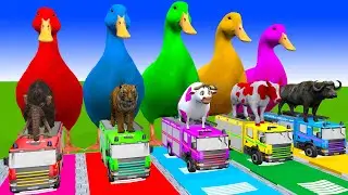 5 Giant Duck Cartoon,Cow,Elephant,Tiger,Lion,Dinosaur,Paint Wild Animals Crossing Fountain Animation