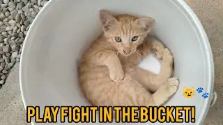 Mr. Orange's Bucket Battle! 😸🐾 Cutest Cat Playtime Ever🧡🍊🔥