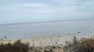 Djerba island seaside with flamingos