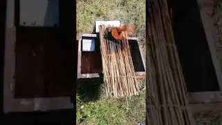 Fire full-scale tests of a reed mat.