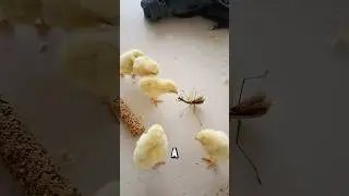 Богомол против птенцов: когда обед дает сдачи#prayingmantis #птенцы #курица