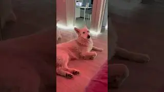 #tireddog #tired #dog #dogs #whitedog #shepherd #собака #пес #собаки #пёс #пёсик #песик #устал