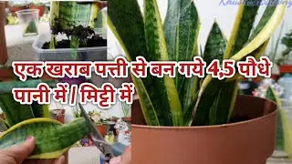 GROW SNAKE PLANT FROM CUTTING !! WITH UPDATE!! ठंड में लगायें कटिंग INDOOR PLANTS 