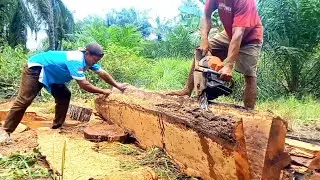 Cara Belah Kayu Akasia Kering Tak Tembus Bar Senso 💯 😱