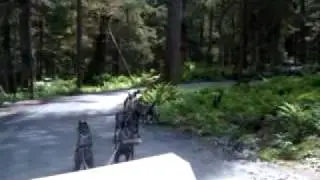 Frenchie & Odin Alaskan Sled dog ride on a golf cart!